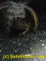 /home//u458753944/public_html/sourcegallery//////Roxborough Toad Detour/2022/2022-03-19/P3190920.JPG